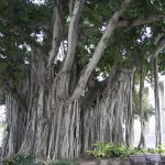 காலத்தை வெல்லும் எல்லைக்கற்கள் காலத்தை வெல்லும் எல்லைக்கற்கள் Alt