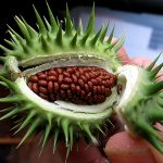 ஊமத்தை ஊமத்தை Alt