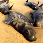 தமிழகத்தில் கரை ஒதுங்கிய திமிங்கலங்கள் : 20க்கும் மேற்பட்டவை இறந்தன தமிழகத்தில் கரை ஒதுங்கிய திமிங்கலங்கள் : 20க்கும் மேற்பட்டவை இறந்தன Alt