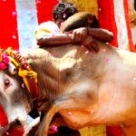 ஜல்லிக்கட்டு நடத்துவதற்கு உச்சநீதிமன்றம் தடை ஜல்லிக்கட்டு நடத்துவதற்கு உச்சநீதிமன்றம் தடை Alt