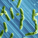 மருந்துக்கு கட்டுப்படாத புதுவகை கிருமிகள்: நிதியாதாரம் கோரும் மருந்து நிறுவனங்கள் மருந்துக்கு கட்டுப்படாத புதுவகை கிருமிகள்: நிதியாதாரம் கோரும் மருந்து நிறுவனங்கள் Alt