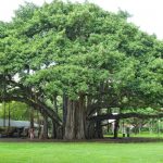 மண்ணின் மாண்பும் மரத்தின் மாட்சியும் மண்ணின் மாண்பும் மரத்தின் மாட்சியும் Alt