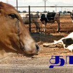 தாய் தாய் Alt