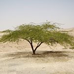 நீர் உறிஞ்சி நச்சு மரம் Alt