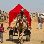 ஒட்டக வண்டி ஒட்டக வண்டி Alt