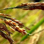 ஆறு லட்சம் ஏக்கர் பயிர் பாழ்; 8 விவசாயிகள் பலி ஆறு லட்சம் ஏக்கர் பயிர் பாழ்; 8 விவசாயிகள் பலி Alt