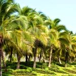 செல்வம் தரும் தென்னை வளர்ப்பு செல்வம் தரும் தென்னை வளர்ப்பு Alt